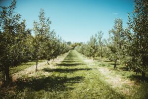 Obst: unproduktive Bäume & keine Früchte