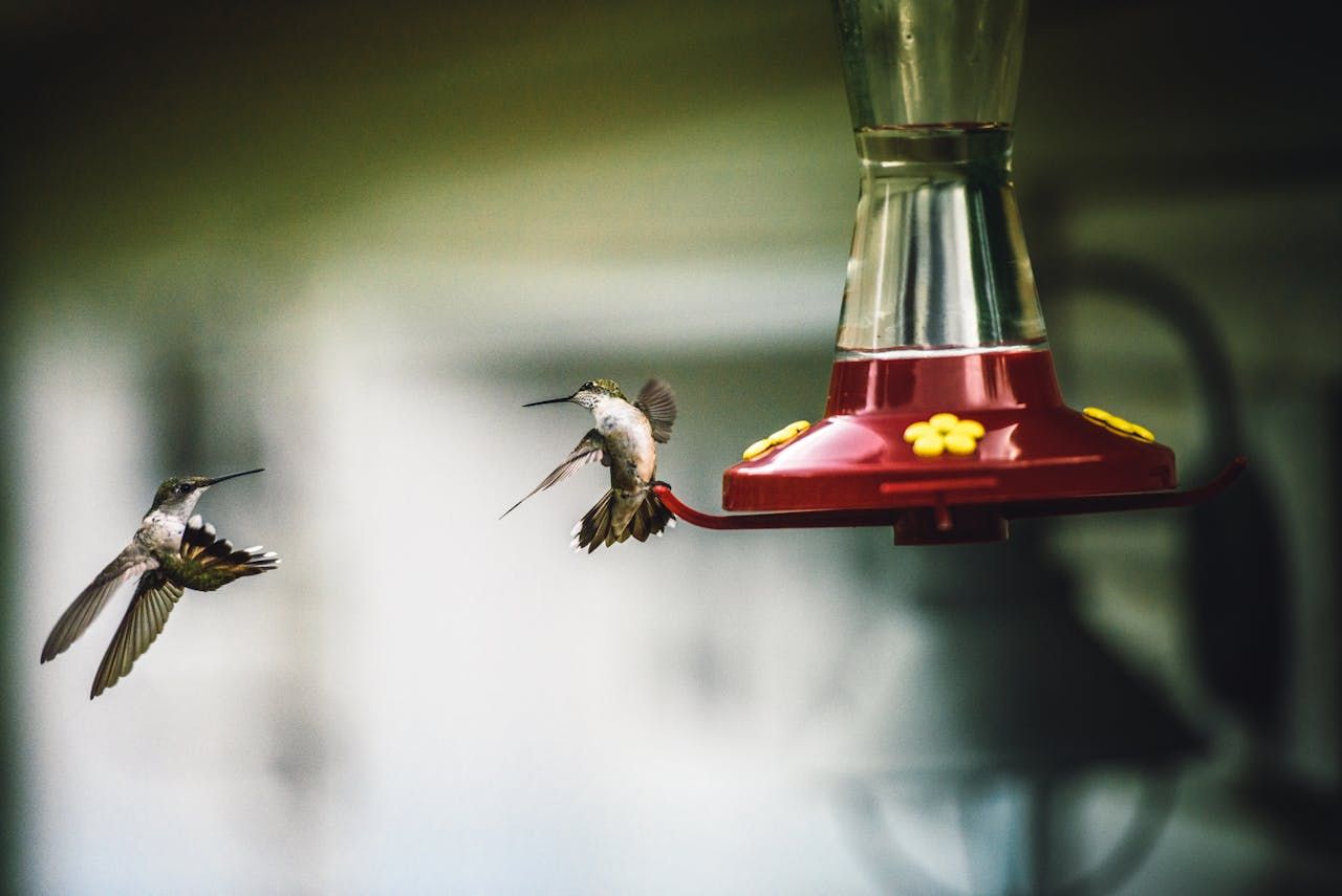 Der kleinste Vogel der Welt: Ein Wunder der Natur